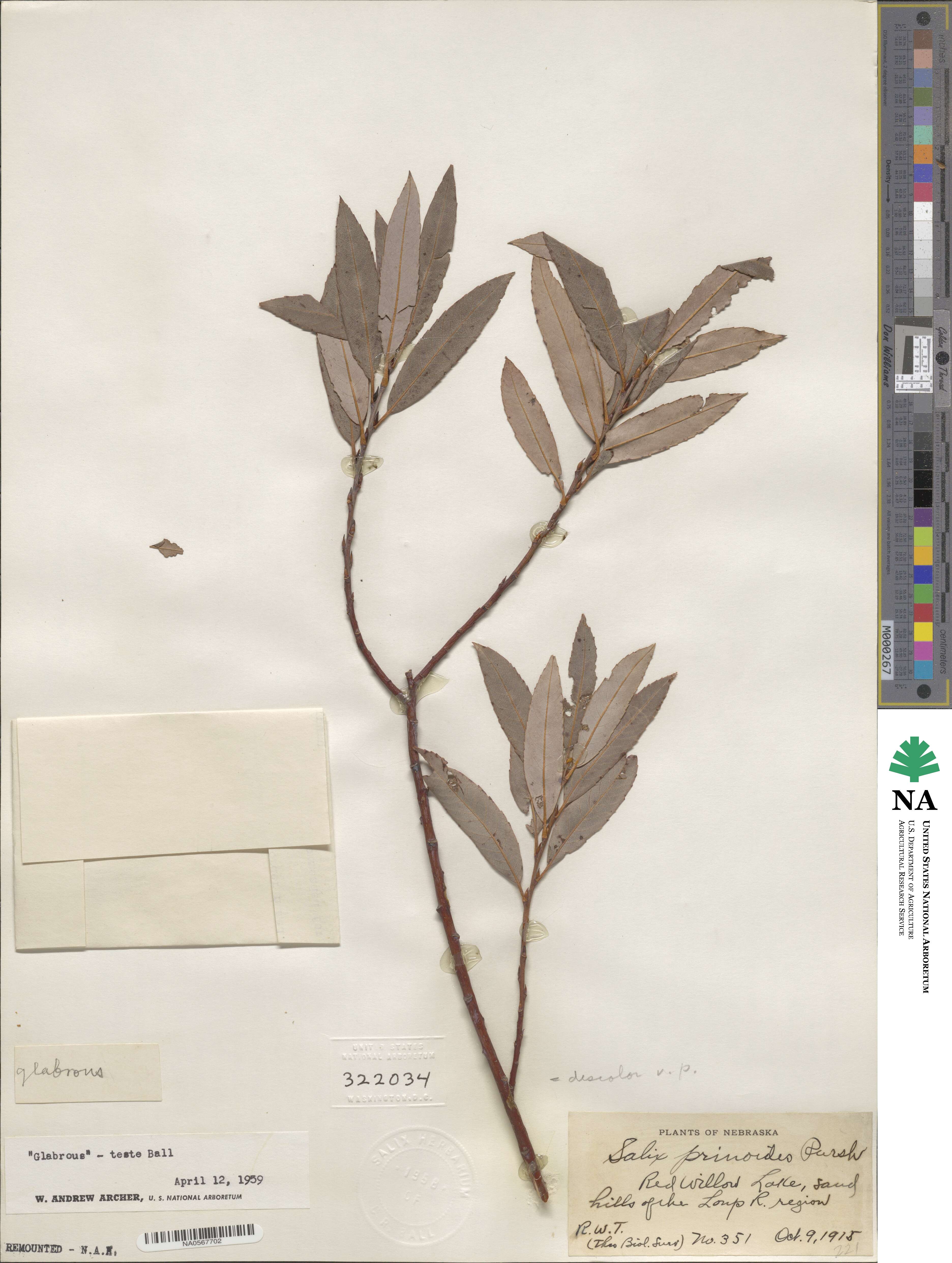 Salix petiolaris image