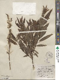 Salix petiolaris image