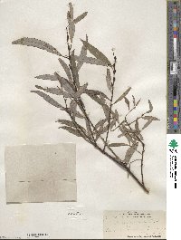 Salix petiolaris image