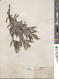 Salix petiolaris image