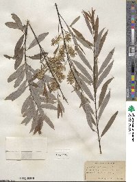 Salix petiolaris image