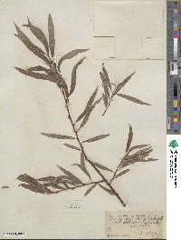 Salix petiolaris image