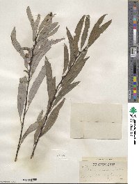 Salix petiolaris image