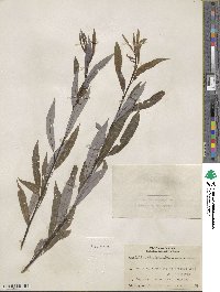 Salix petiolaris image