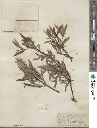 Salix petiolaris image