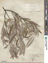 Salix petiolaris image