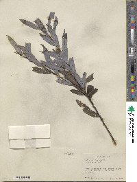 Salix petiolaris image