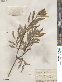 Salix petiolaris image