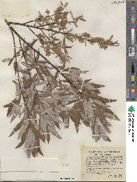 Salix petiolaris image