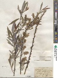 Salix petiolaris image