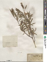 Salix petiolaris image