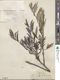 Salix petiolaris image