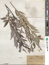 Salix petiolaris image