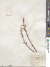 Salix petiolaris image