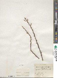 Salix petiolaris image