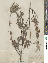 Salix petiolaris image