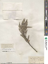 Salix petiolaris image