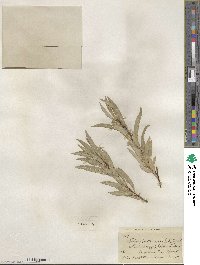 Salix petiolaris image