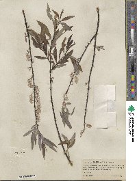 Salix petiolaris image