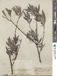 Salix petiolaris image