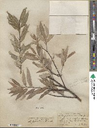 Salix petiolaris image