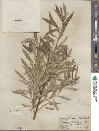 Salix petiolaris image