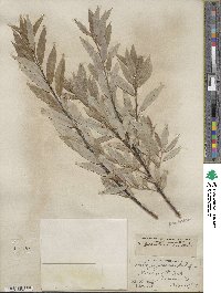 Salix petiolaris image