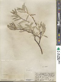 Salix petiolaris image