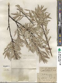 Salix petiolaris image