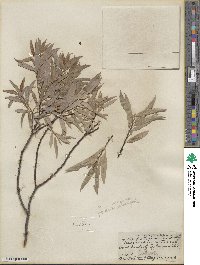 Salix petiolaris image