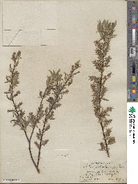 Salix petiolaris image