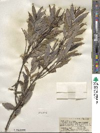 Salix petiolaris image