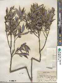 Salix petiolaris image