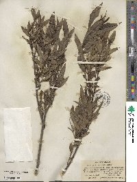 Salix petiolaris image