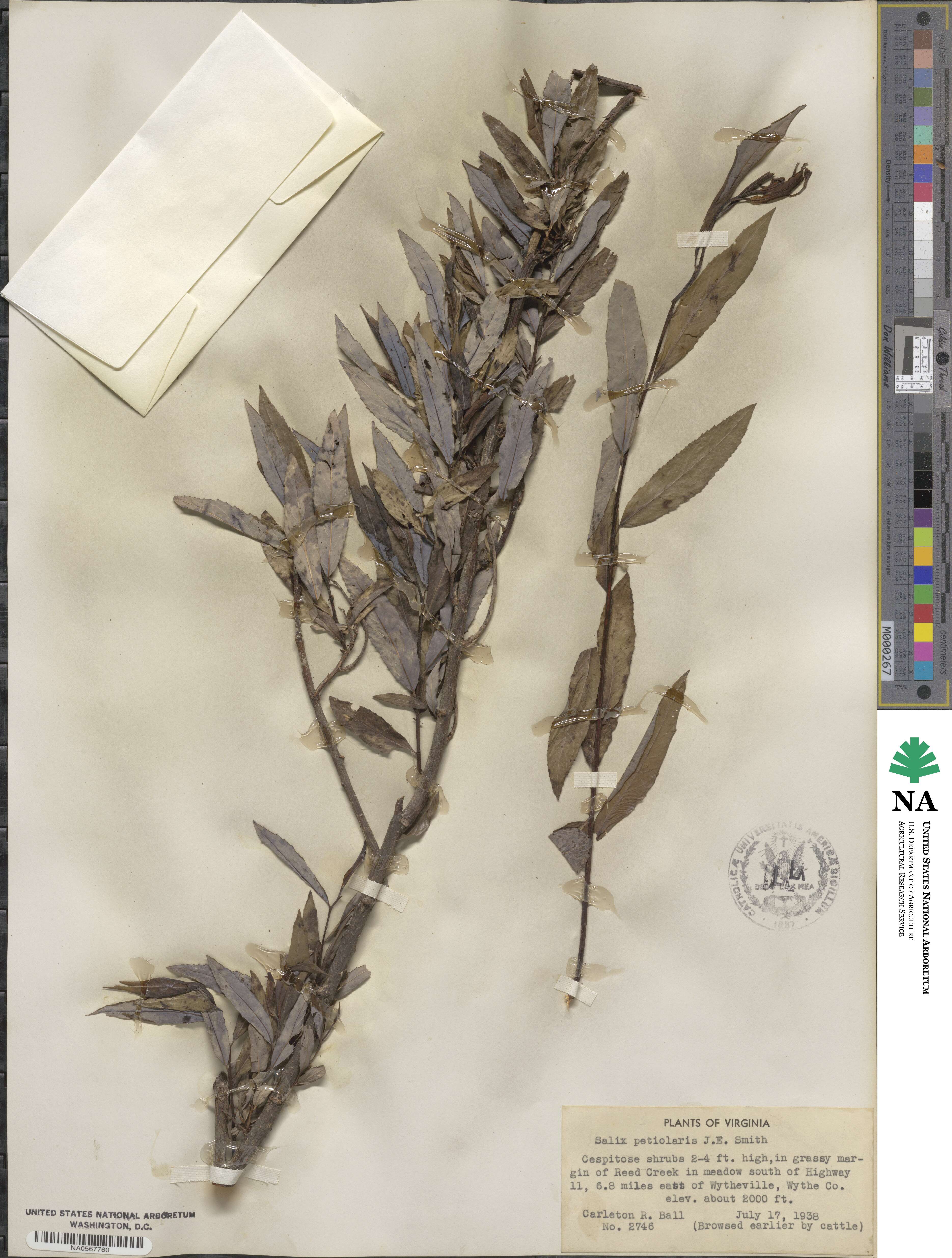 Salix petiolaris image