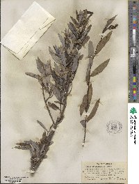 Salix petiolaris image