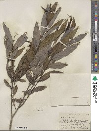 Salix petiolaris image