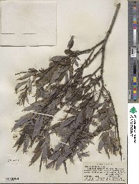 Salix petiolaris image