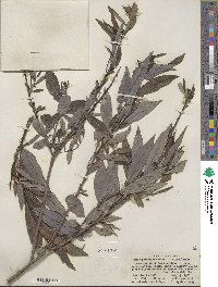 Salix petiolaris image