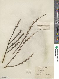 Salix petiolaris image