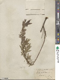 Salix petiolaris image