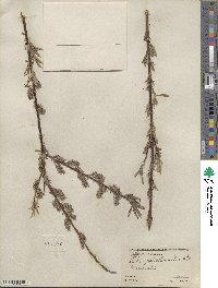 Salix petiolaris image