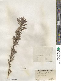 Salix petiolaris image