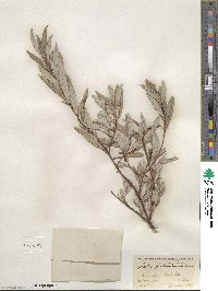 Salix petiolaris image