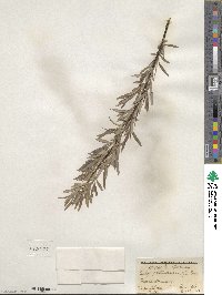 Salix petiolaris image