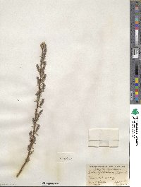 Salix petiolaris image