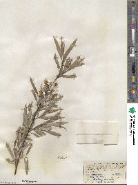 Salix petiolaris image