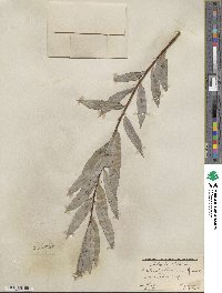 Salix petiolaris image