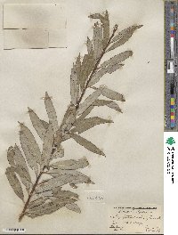 Salix petiolaris image