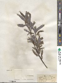 Salix petiolaris image